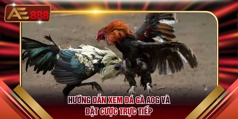 Hướng dẫn xem đá gà AOG và đặt cược trực tiếp